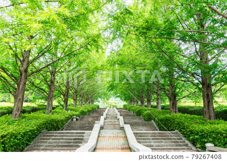 Fujikawa Craft Park Metasequoia Namiki 79267408