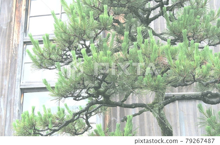 松樹 松樹 79267487