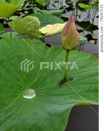 Hass to penetrate Hass to penetrate 79267531