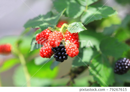 黑莓開始變色 黑莓開始變色 79267615