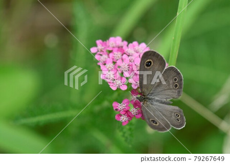 Dryas sucking nectar of pink flowers 79267649