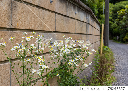 Himejon blooming on the side of the wall and the path leading to the back Himejon blooming on the side of the wall and the path leading to the back 79267857