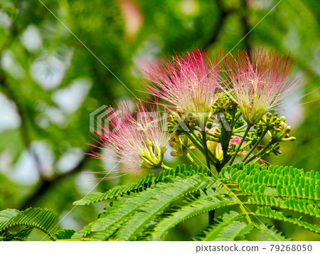 Plant, silk tree flower (Albizia) 79268050