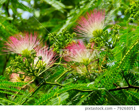 Plant, silk tree flower (Albizia) Plant, silk tree flower (Albizia) 79268051
