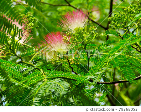 Plant, silk tree flower (Albizia) Plant, silk tree flower (Albizia) 79268052