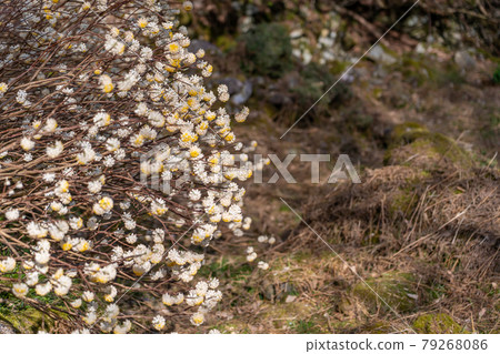 Mitsumata flower, the raw material for Japanese paper 79268086