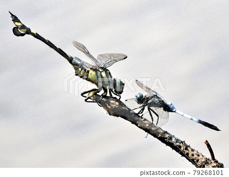 Gaze Mekko、Uchiwayanma 和 Shiokaratombo Gaze Mekko、Uchiwayanma 和 Shiokaratombo 79268101