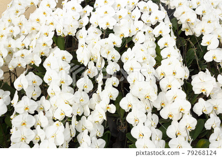 很多美麗的白蘭 79268124