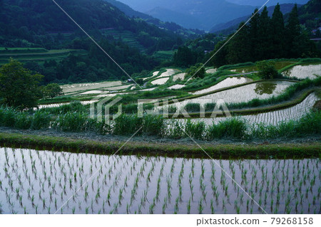 Yoshinobu Rice Terraces at dusk 79268158