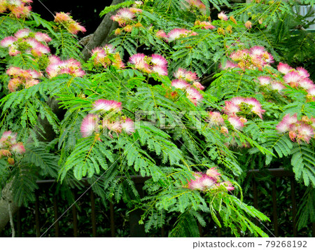 Plant, silk tree flower (Albizia) 79268192