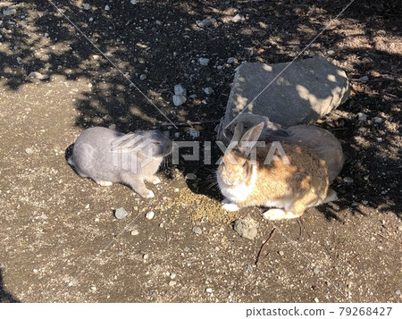 "Gray rabbits eating food on Rabbit Island (Okunoshima) and cute brown rabbits" (Takehara City, Hiroshima Prefecture) 79268427