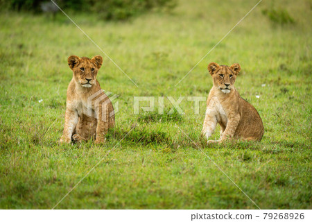 Two lion cubs sit mirroring each other 79268926