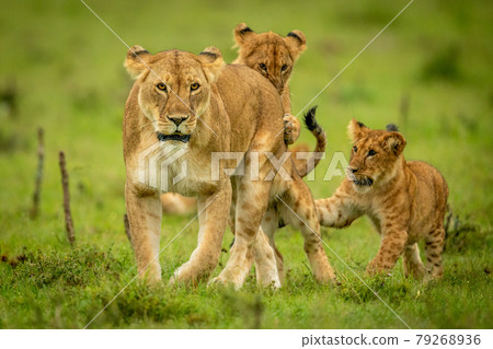 Two cubs play with lioness in grass Two cubs play with lioness in grass 79268936
