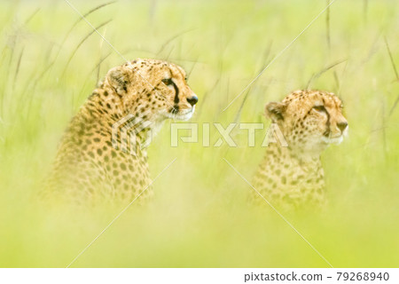 Two cheetahs sitting in tall blurred grass 79268940
