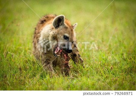 Spotted hyena sits on grass cracking bone Spotted hyena sits on grass cracking bone 79268971