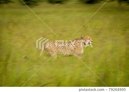 Slow pan of cheetah walking through grassland 79268995