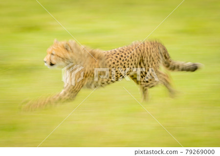 Slow pan of cheetah cub racing past 79269000
