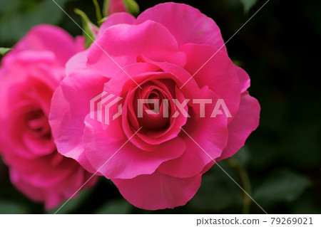 足利花卉公園玫瑰 足利花卉公園玫瑰 79269021