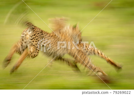 Slow pan of blurred cheetah cubs playing 79269022