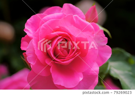 足利花卉公園玫瑰 足利花卉公園玫瑰 79269023