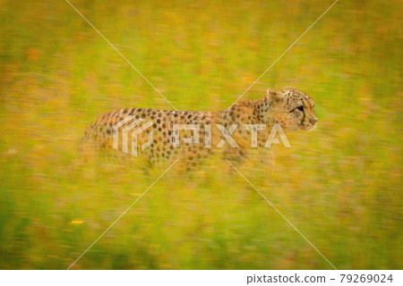Slow pan of cheetah crossing backlit grass 79269024