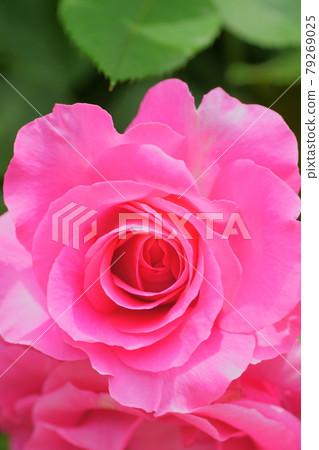 Ashikaga Flower Park Rose Ashikaga Flower Park Rose 79269025