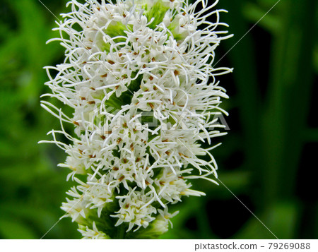 Plant, Liatris flower (Kiringiku flower) Plant, Liatris flower (Kiringiku flower) 79269088