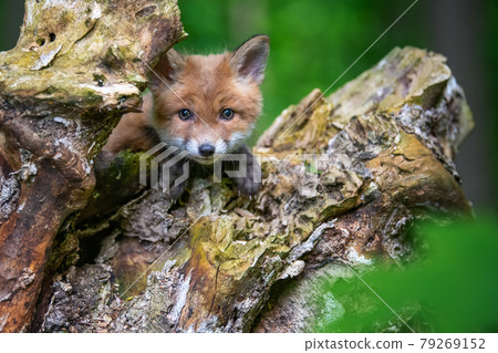 Red fox, vulpes vulpes, small young cub in forest. Cute little wild predators in natural environment Red fox, vulpes vulpes, small young cub in forest. Cute little wild predators in natural environment 79269152