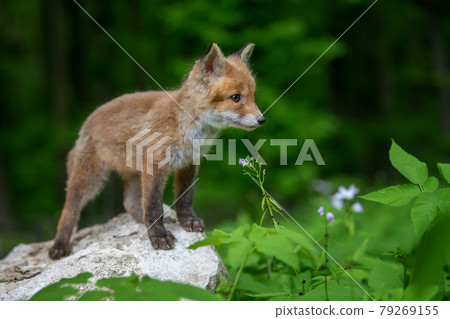 Red fox, vulpes vulpes, small young cub in forest. Cute little wild predators in natural environment 79269155