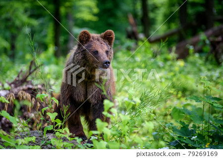 Wild Brown Bear in the summer forest. Animal in natural habitat. Wildlife scene Wild Brown Bear in the summer forest. Animal in natural habitat. Wildlife scene 79269169