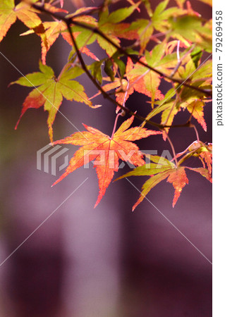 Autumn leaves scenery Sasayama autumn scenery Sasayama countryside Autumn leaves scenery Sasayama autumn scenery Sasayama countryside 79269458
