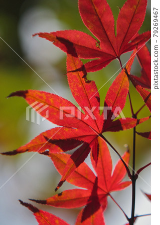 秋葉風光笹山秋景笹山鄉村 秋葉風光笹山秋景笹山鄉村 79269467