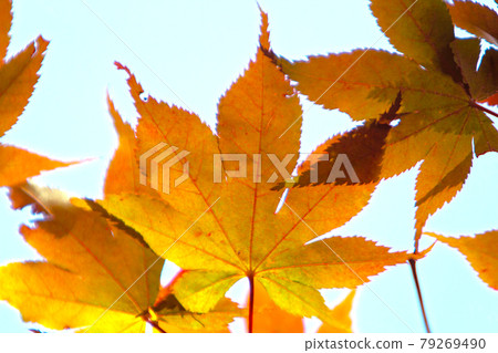 Autumn leaves scenery Sasayama autumn scenery Sasayama countryside 79269490