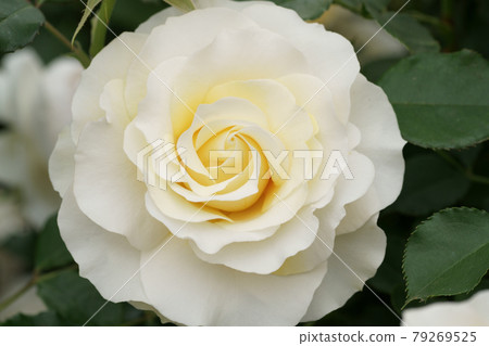 Ashikaga Flower Park Rose Ashikaga Flower Park Rose 79269525