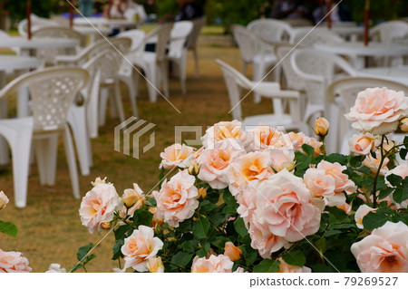 Ashikaga Flower Park Rose Ashikaga Flower Park Rose 79269527