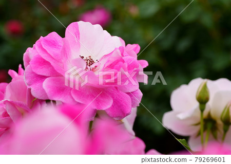 足利花卉公園玫瑰 足利花卉公園玫瑰 79269601