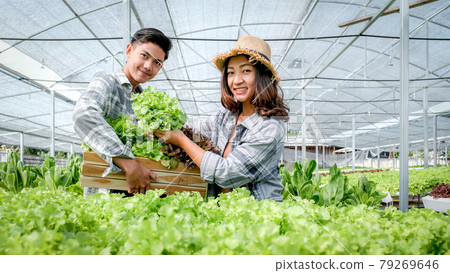 Farmer harvesting vegetable organic salad, lettuce from hydroponic farm for customers Farmer harvesting vegetable organic salad, lettuce from hydroponic farm for customers 79269646