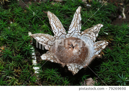 Tsuchiguri Tsuchiguri 79269698