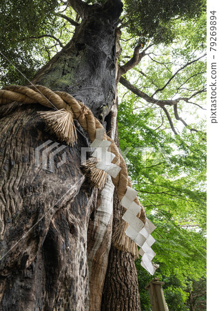 Hitachinokunisoshagu Shrine Mikamiki 79269894