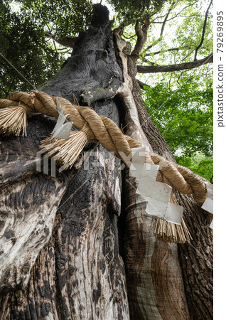 Hitachinokunisoshagu Shrine Mikamiki 79269895