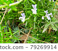 植物，迷迭香花 79269914