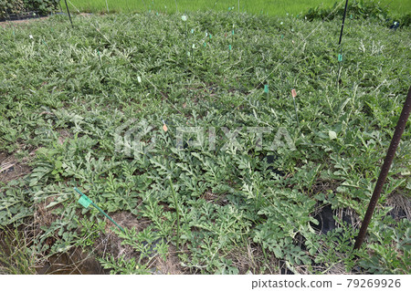 Watermelon field during the rainy season Watermelon field during the rainy season 79269926