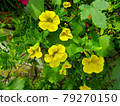 植物，百萬鈴花（Calibra Core Flower） 79270150
