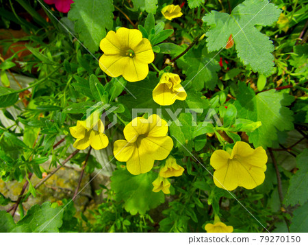植物,百萬鈴花(Calibra Core Flower) 植物,百萬鈴花(Calibra Core Flower) 79270150
