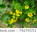 植物，百萬鈴花（Calibra Core Flower） 79270151