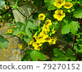 植物，百萬鈴花（Calibra Core Flower） 79270152