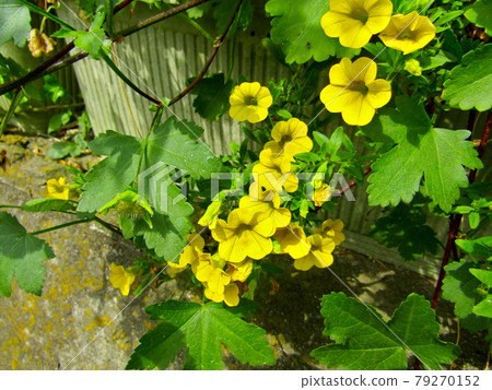 植物,百萬鈴花(Calibra Core Flower) 植物,百萬鈴花(Calibra Core Flower) 79270152