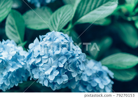 繡球 79270153