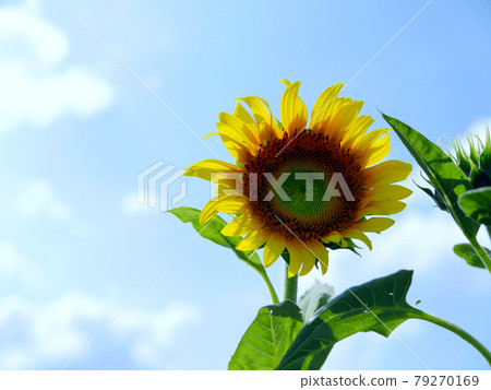 仰望天空和向日葵 仰望天空和向日葵 79270169