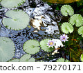 Water surface water lily motorcycle 79270171